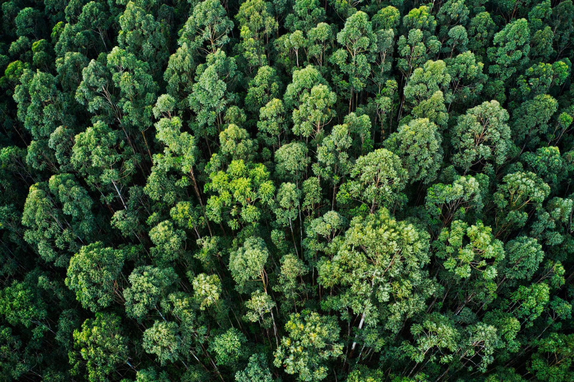 Overhead aerial shot thick forest with beautiful trees greenery